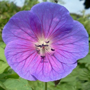 Meet your Posher, Tyra